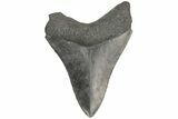 Serrated, Fossil Megalodon Tooth - South Carolina #187790-1